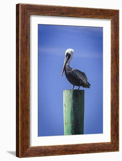 Mr. Pelican III-Alan Hausenflock-Framed Photographic Print