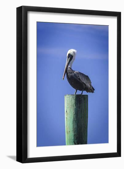 Mr. Pelican III-Alan Hausenflock-Framed Photographic Print