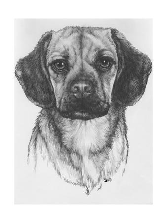 black and white puggle
