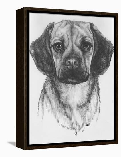 Mr. Puggle-Barbara Keith-Framed Premier Image Canvas