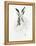 Mr. Rabbit-Alexis Marcou-Framed Stretched Canvas