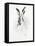 Mr. Rabbit-Alexis Marcou-Framed Stretched Canvas