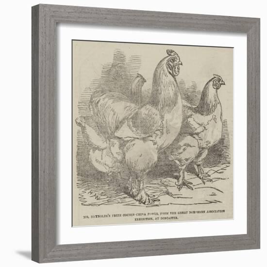Mr Reynolds's Prize Cochin-China Fowls-Harrison William Weir-Framed Giclee Print