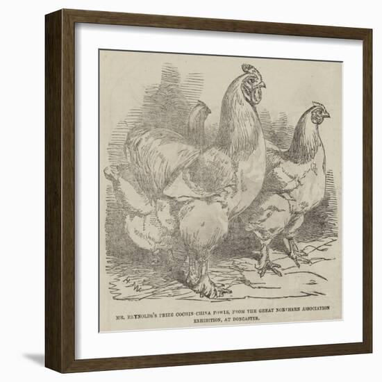 Mr Reynolds's Prize Cochin-China Fowls-Harrison William Weir-Framed Giclee Print