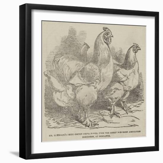 Mr Reynolds's Prize Cochin-China Fowls-Harrison William Weir-Framed Giclee Print