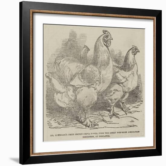 Mr Reynolds's Prize Cochin-China Fowls-Harrison William Weir-Framed Giclee Print