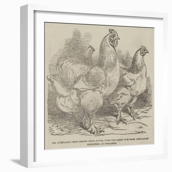 Mr Reynolds's Prize Cochin-China Fowls-Harrison William Weir-Framed Giclee Print