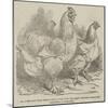 Mr Reynolds's Prize Cochin-China Fowls-Harrison William Weir-Mounted Giclee Print