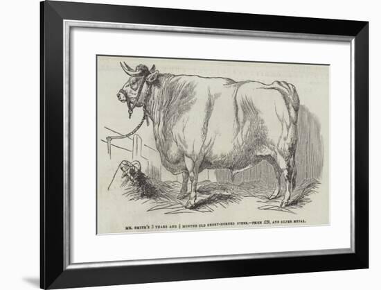 Mr Smith's 3 Years and 3/4 Months Old Short-Horned Steer, Prize £20, and Silver Medal-null-Framed Giclee Print