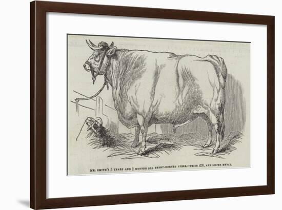 Mr Smith's 3 Years and 3/4 Months Old Short-Horned Steer, Prize £20, and Silver Medal-null-Framed Giclee Print