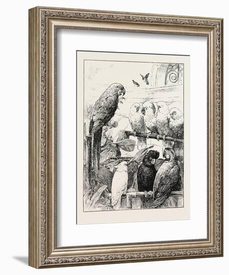 Mr. Stacy Marks's a Select Committee Is Unintentionally a Satire-null-Framed Giclee Print