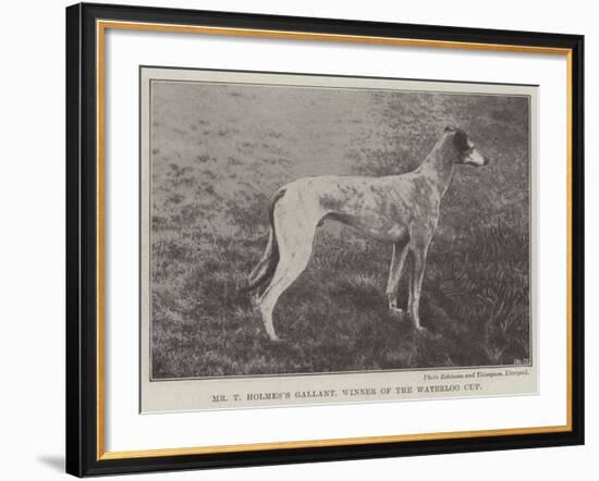 Mr T Holmes's Gallant, Winner of the Waterloo Cup-null-Framed Giclee Print