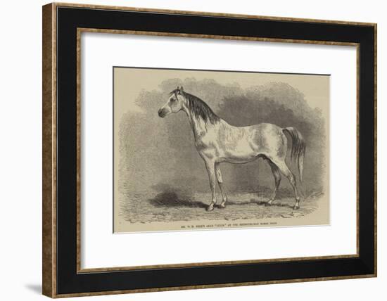 Mr W H Peek's Arab Selim at the Metropolitan Horse Show-null-Framed Giclee Print