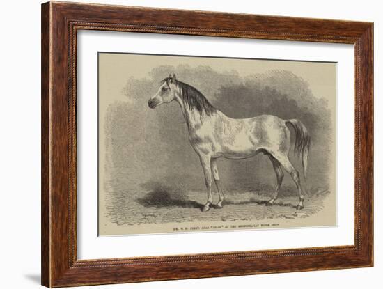 Mr W H Peek's Arab Selim at the Metropolitan Horse Show-null-Framed Giclee Print