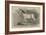 Mr W H Peek's Arab Selim at the Metropolitan Horse Show-null-Framed Giclee Print