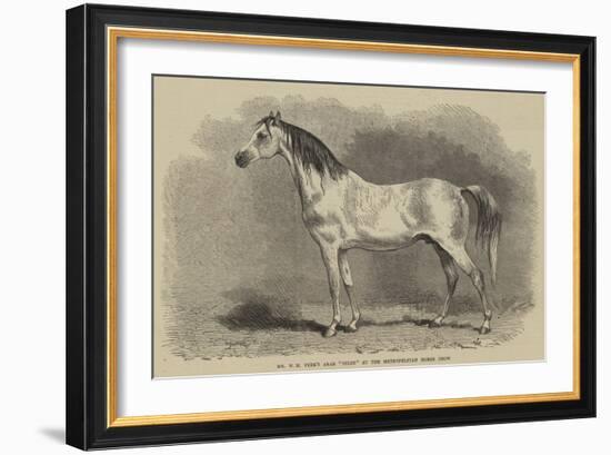 Mr W H Peek's Arab Selim at the Metropolitan Horse Show-null-Framed Giclee Print