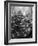 Mrs. George Sutton and Her Family Decorating Their Christmas Tree at Home-Ralph Crane-Framed Photographic Print