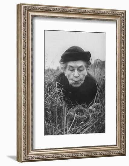 Mrs. Margaret Morse Nice Lying Flat in Grass to Study Nest of Baby Field Sparrows-Al Fenn-Framed Photographic Print