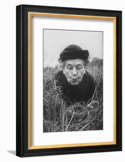 Mrs. Margaret Morse Nice Lying Flat in Grass to Study Nest of Baby Field Sparrows-Al Fenn-Framed Photographic Print