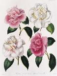 Blooms of Various Flowered Camellia-Mrs Withers-Premier Image Canvas