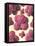 MRSA Bacteria, Artwork-David Mack-Framed Premier Image Canvas