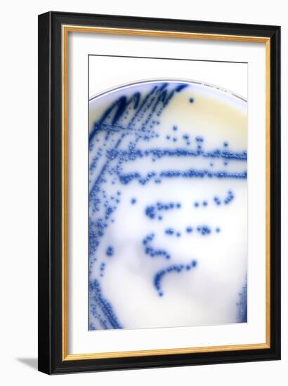 MRSA Bacteria In a Petri Dish-Doncaster and Bassetlaw-Framed Photographic Print