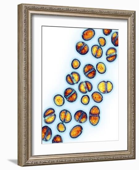 MRSA Bacteria, TEM-Biomedical Imaging-Framed Photographic Print