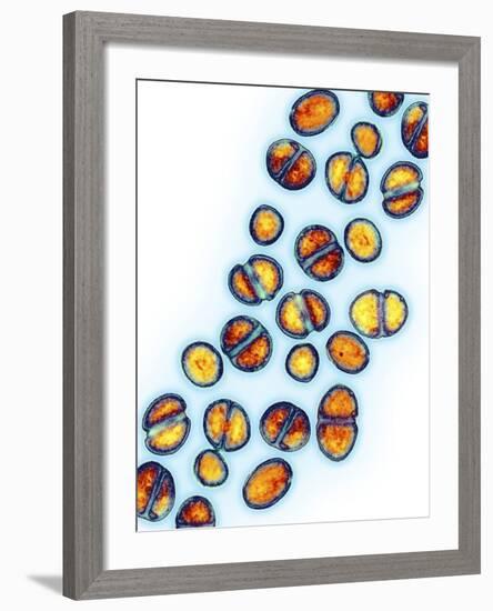 MRSA Bacteria, TEM-Biomedical Imaging-Framed Photographic Print