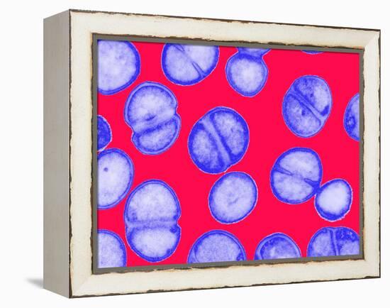 MRSA Bacteria-Biomedical Imaging-Framed Premier Image Canvas