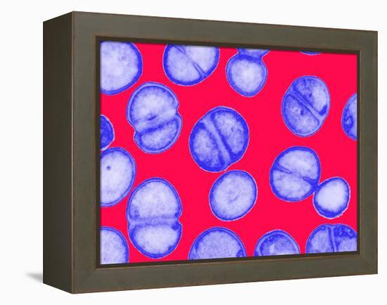 MRSA Bacteria-Biomedical Imaging-Framed Premier Image Canvas