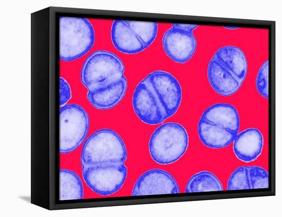 MRSA Bacteria-Biomedical Imaging-Framed Premier Image Canvas