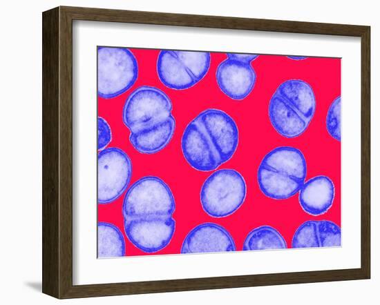 MRSA Bacteria-Biomedical Imaging-Framed Photographic Print