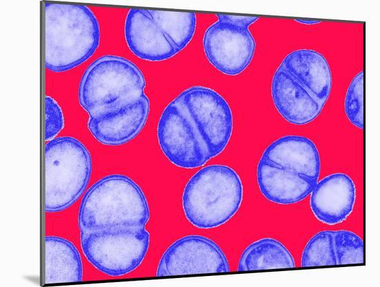 MRSA Bacteria-Biomedical Imaging-Mounted Photographic Print