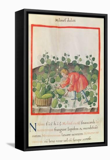 Ms 3054 F.18 Gathering Watermelons, from 'Tacuinum Sanitatis'-null-Framed Premier Image Canvas
