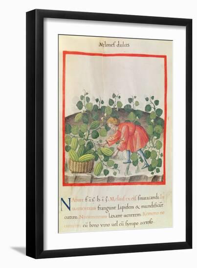 Ms 3054 F.18 Gathering Watermelons, from 'Tacuinum Sanitatis'-null-Framed Giclee Print