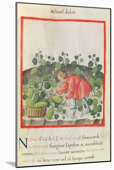 Ms 3054 F.18 Gathering Watermelons, from 'Tacuinum Sanitatis'-null-Mounted Giclee Print