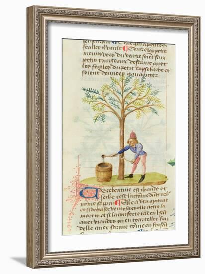 Ms Est 28 M.5.9 Fol.165R Collecting Turpentine, from 'Grand Herbier' by Pedanius Dioscorides-French School-Framed Giclee Print