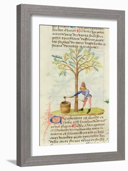 Ms Est 28 M.5.9 Fol.165R Collecting Turpentine, from 'Grand Herbier' by Pedanius Dioscorides-French School-Framed Giclee Print