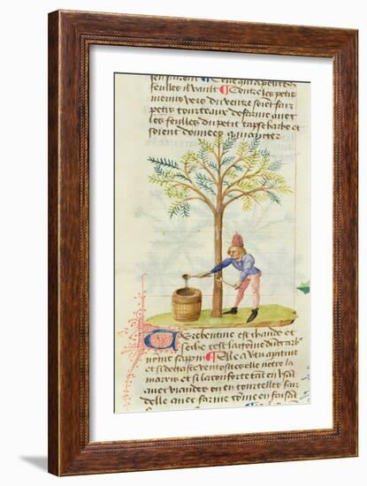 Ms Est 28 M.5.9 Fol.165R Collecting Turpentine, from 'Grand Herbier' by Pedanius Dioscorides-French School-Framed Giclee Print