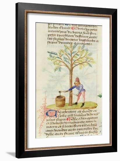 Ms Est 28 M.5.9 Fol.165R Collecting Turpentine, from 'Grand Herbier' by Pedanius Dioscorides-French School-Framed Giclee Print