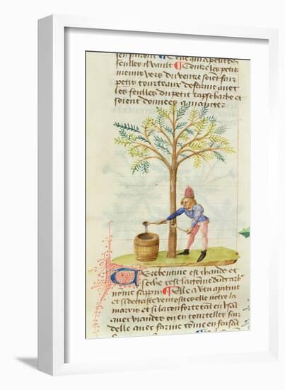 Ms Est 28 M.5.9 Fol.165R Collecting Turpentine, from 'Grand Herbier' by Pedanius Dioscorides-French School-Framed Giclee Print