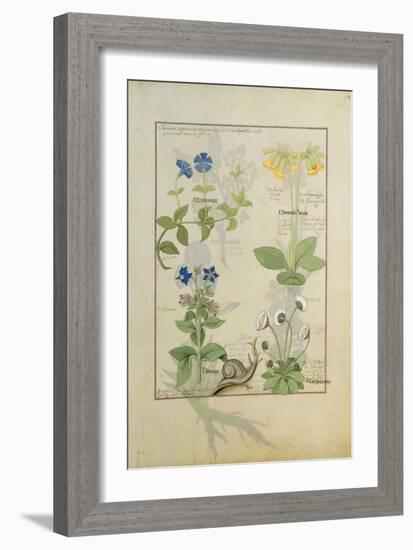 Ms Fr. Fv VI #1 Fol.114 Top Row: Blue Clematis or Crowfoot and Primula. Bottom Row: Borage or…-Robinet Testard-Framed Giclee Print