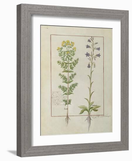 Ms Fr. Fv VI #1 Fol.116V Two Flowering Plants from 'The Book of Simple Medicines' by Mattheaus Plat-Robinet Testard-Framed Giclee Print