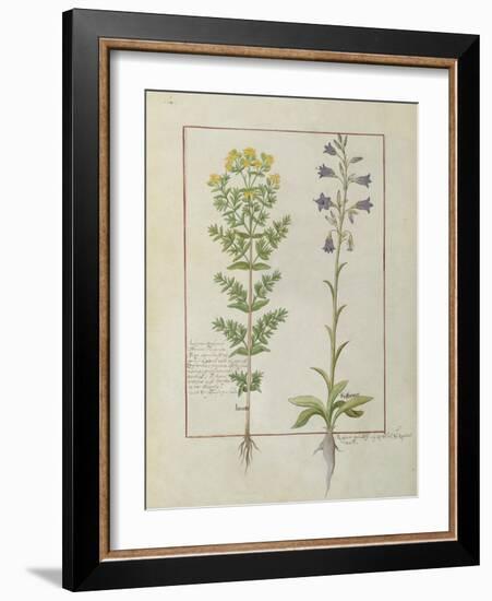 Ms Fr. Fv VI #1 Fol.116V Two Flowering Plants from 'The Book of Simple Medicines' by Mattheaus Plat-Robinet Testard-Framed Giclee Print