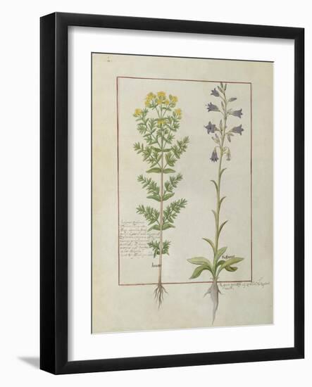 Ms Fr. Fv VI #1 Fol.116V Two Flowering Plants from 'The Book of Simple Medicines' by Mattheaus Plat-Robinet Testard-Framed Giclee Print