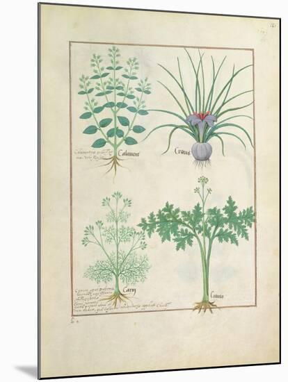 Ms Fr. Fv VI #1 Fol.121R Calamint-Robinet Testard-Mounted Giclee Print