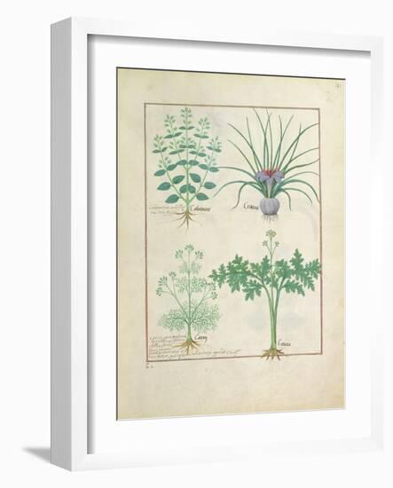 Ms Fr. Fv VI #1 Fol.121R Calamint-Robinet Testard-Framed Giclee Print