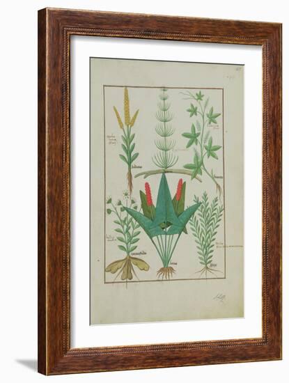 Ms Fr. Fv VI #1 Fol.125R Top Row: Maize, Equisetum and Labruscae Flos. Bottom Row: Daisy, Jarus And-Robinet Testard-Framed Giclee Print