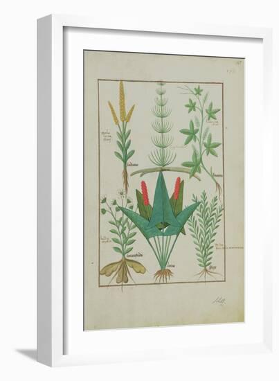 Ms Fr. Fv VI #1 Fol.125R Top Row: Maize, Equisetum and Labruscae Flos. Bottom Row: Daisy, Jarus And-Robinet Testard-Framed Giclee Print