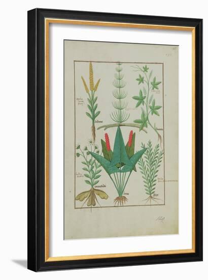 Ms Fr. Fv VI #1 Fol.125R Top Row: Maize, Equisetum and Labruscae Flos. Bottom Row: Daisy, Jarus And-Robinet Testard-Framed Giclee Print